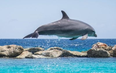 11 ciekawostek o delfinach