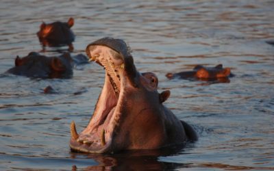 11 ciekawostek o hipopotamach